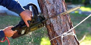 Best Tree Disease Treatment  in Moreno Valley, CA