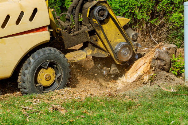 Best Tree Disease Treatment  in Moreno Valley, CA