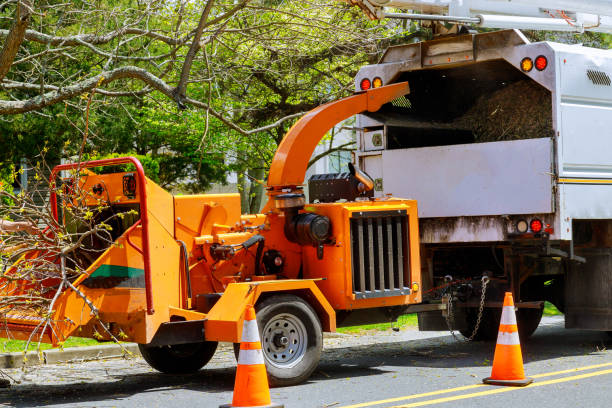 How Our Tree Care Process Works  in  Moreno Valley, CA