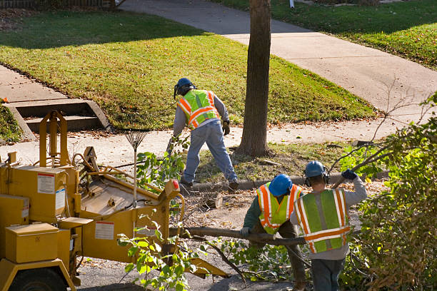 Best Leaf Removal  in Moreno Valley, CA