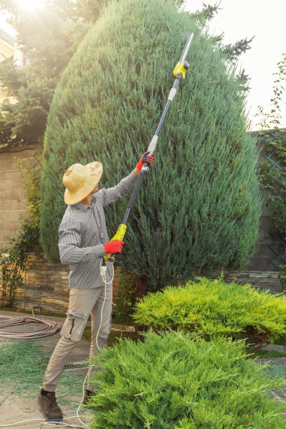 Best Tree Health Inspection  in Moreno Valley, CA