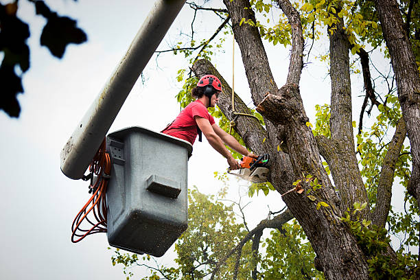 Best Tree Cabling and Bracing  in Moreno Valley, CA