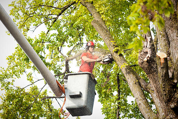 Moreno Valley, CA Tree Care Services Company