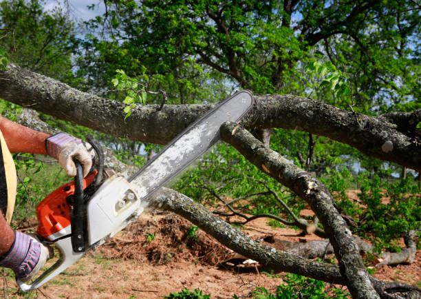 Best Tree Maintenance Programs  in Moreno Valley, CA